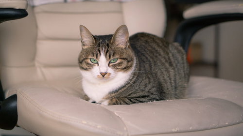 ここはどかんぞ、ソファーを占拠して伏せる猫