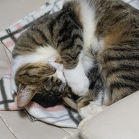 丸くなって眠る茶トラと白のにゃんこのリラックス姿の写真