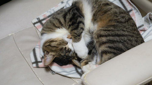 丸くなって眠る茶トラと白のにゃんこのリラックス姿