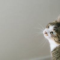 呆れた表情で遠い目をする猫の横顔の写真