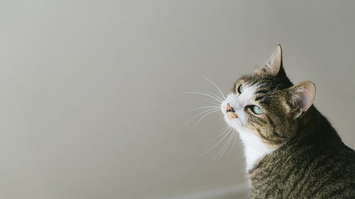 呆れた表情で遠い目をする猫の横顔