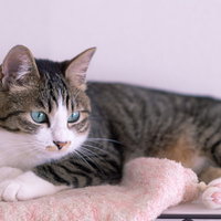 くつろぎながら何かを見つめる猫の遠い目、癒しのペットの写真