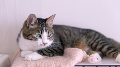 くつろぎながら何かを見つめる猫の遠い目、癒しのペット