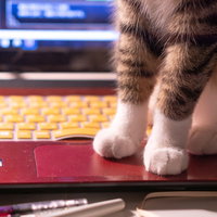 ノートパソコンのキーボード横で肉球を見せる子猫のタッチパッドの写真