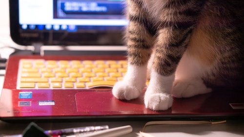 ノートパソコンのキーボード横で肉球を見せる子猫のタッチパッド