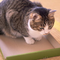 収納されたかった猫が箱に入る茶白の可愛いペットの写真