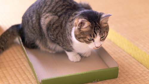 収納されたかった猫が箱に入る茶白の可愛いペット