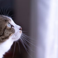 窓際で空を見上げるグレーと白の猫の写真