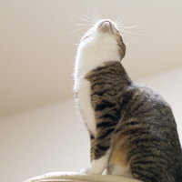 口を大きく開けて叫ぶ猫のヌコバウアーの写真