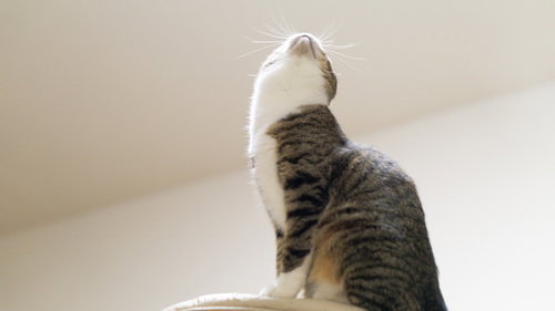 口を大きく開けて叫ぶ猫のヌコバウアー