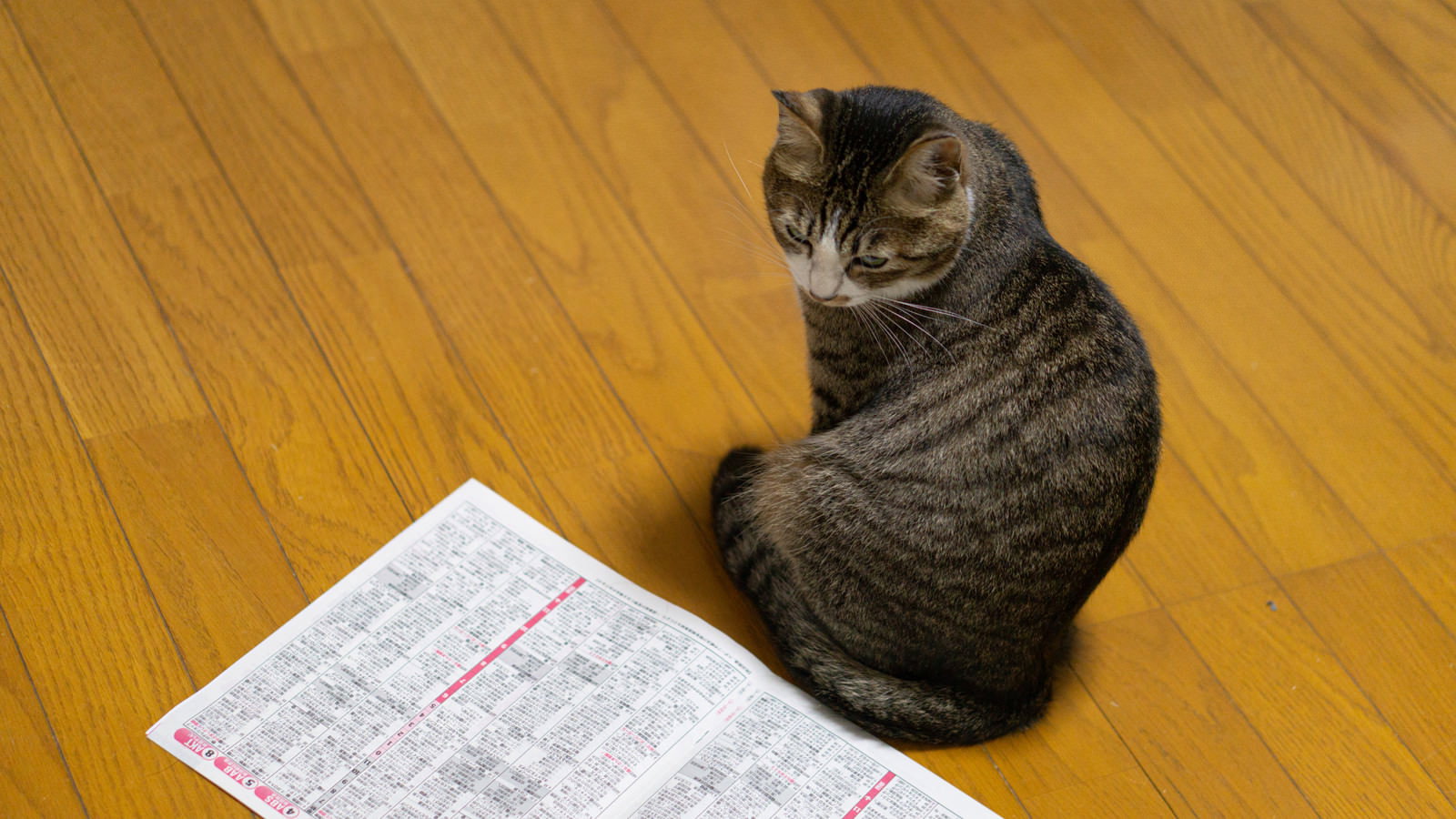 フローリングの床で新聞の番組表を眺めているキジトラ猫