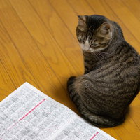 特番が見れなかった猫、新聞の番組表を眺めるの写真