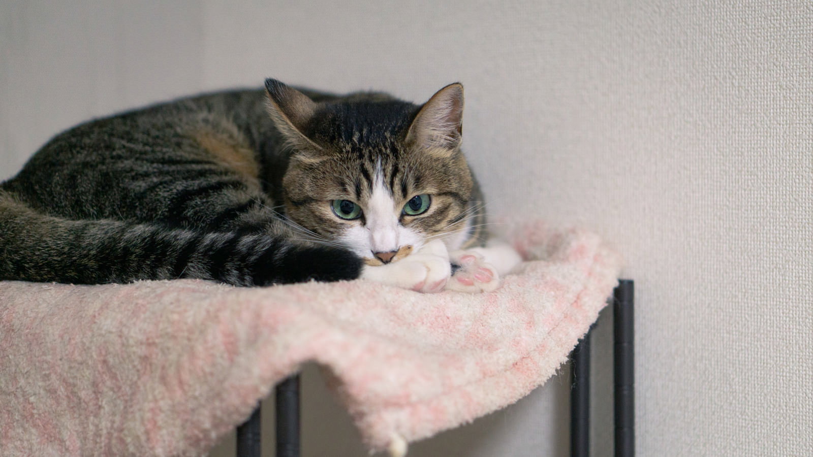 ピンクの毛布の上で丸くなって眠るキジトラと白の猫
