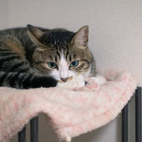 不機嫌にゃんこが毛布に丸くなって昼寝している様子の写真