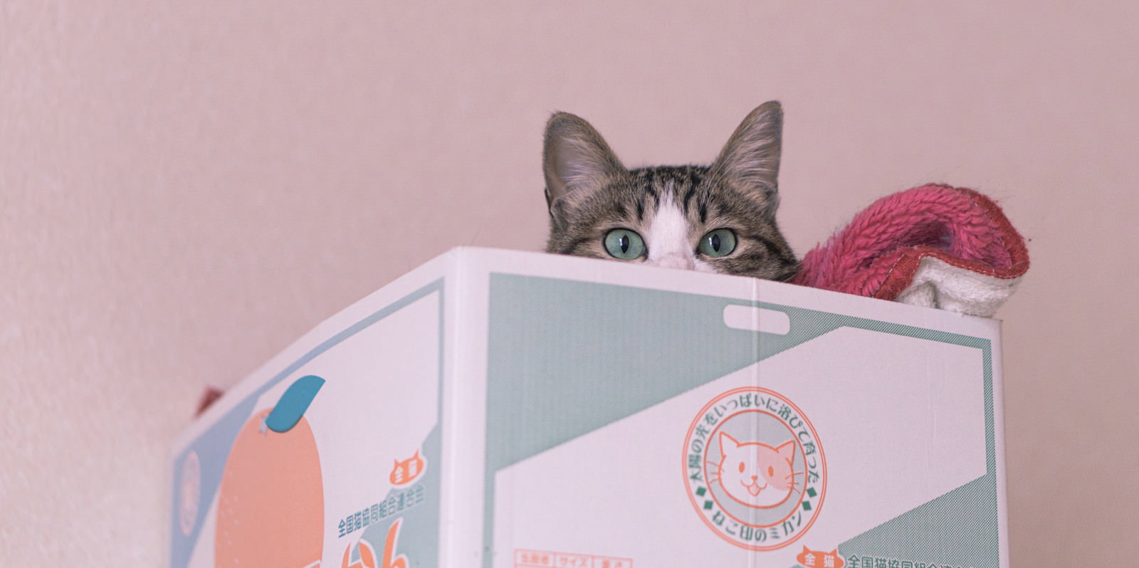ダンボール箱から顔を出すキジトラ猫