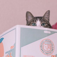 ダンボール箱からこんにちは、キジトラ猫の愛らしい表情の写真