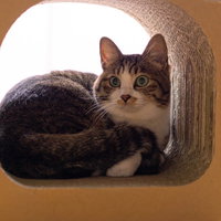 段ボール製スクラッチャーの中で日向ぼっこする猫の写真