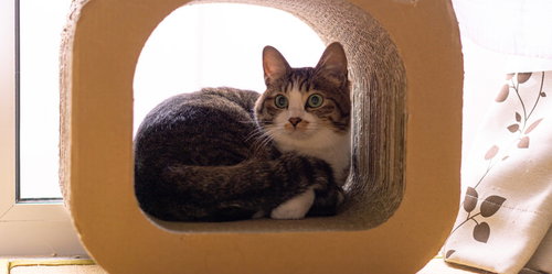 段ボール製スクラッチャーの中で日向ぼっこする猫