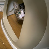 トイレに隠れて顔を覗かせる茶白の猫の写真