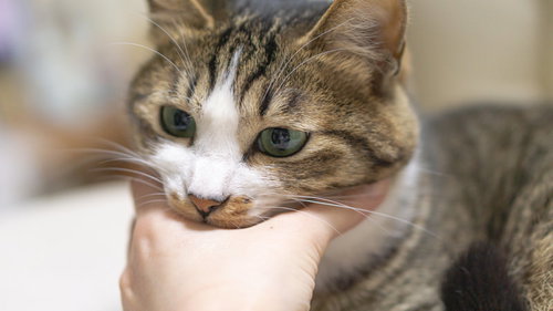 おもちゃを飲み込んでしまった猫に手を差し伸べる