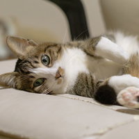 ご主人様の座っている椅子でごろん寝転ぶ猫の写真