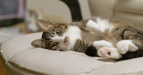 ご主人様の座っている椅子でごろん寝転ぶ猫