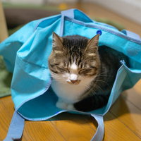 水色のショッピングバッグの中で寝落ちする猫の写真