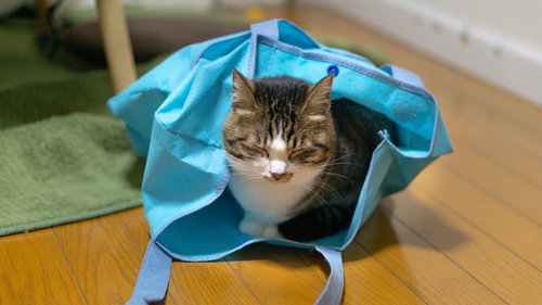 水色のショッピングバッグの中で寝落ちする猫