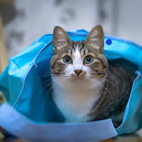 青い袋に入った猫の写真