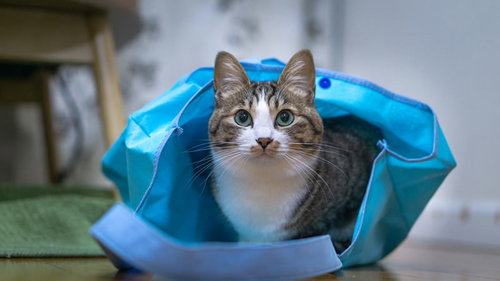 青い袋に入った猫