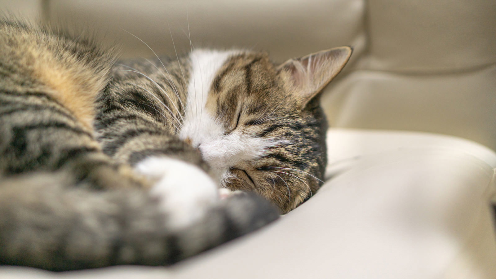 茶色と白の毛色の子猫がソファの上で丸くなって眠っている様子