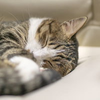 夢の中で丸くなって寝落ちする子猫のおやすみ写真集の写真