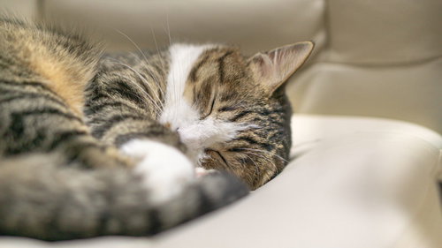 夢の中で丸くなって寝落ちする子猫のおやすみ写真集