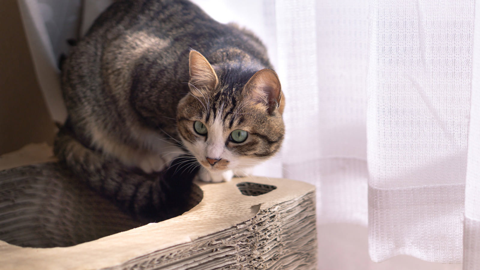 明るい窓際で横になってリラックスしている茶トラ猫
