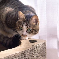 そろそろ活動はじめようかな、窓際でくつろぐ猫の写真