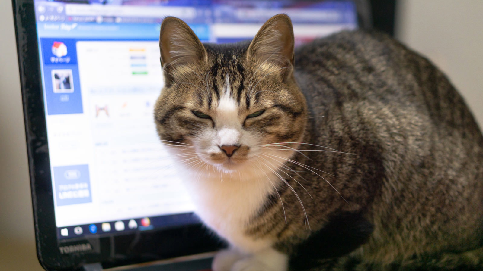 パソコンのモニター前に座る茶白の猫が疲れたような表情をしている