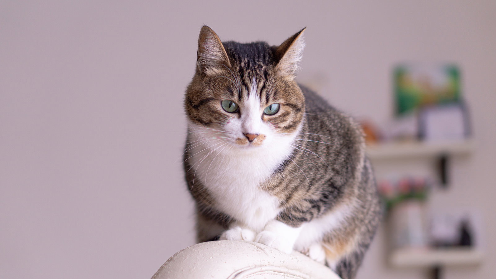 白い椅子に座り、正面を見つめる茶白模様の猫