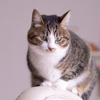 椅子上でドヤ顔猫の写真
