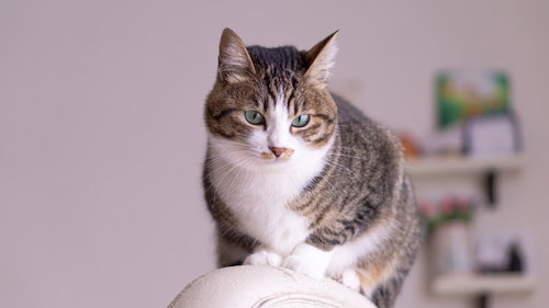 椅子上でドヤ顔猫