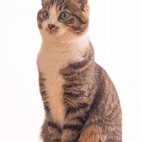 背筋がいい茶トラ猫のお座り姿勢の写真