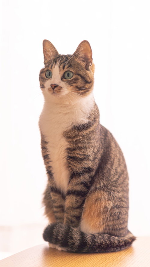 背筋がいい茶トラ猫のお座り姿勢