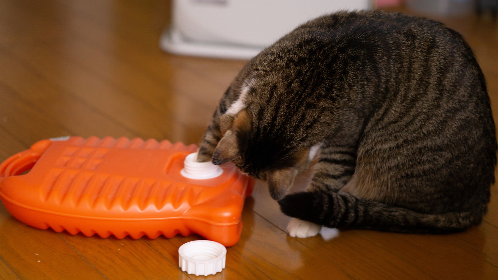 オレンジ色の湯たんぽに顔を近づけて温まっている茶トラ猫