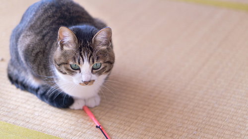 猫じゃらしにロックオンした集中するキジトラ猫