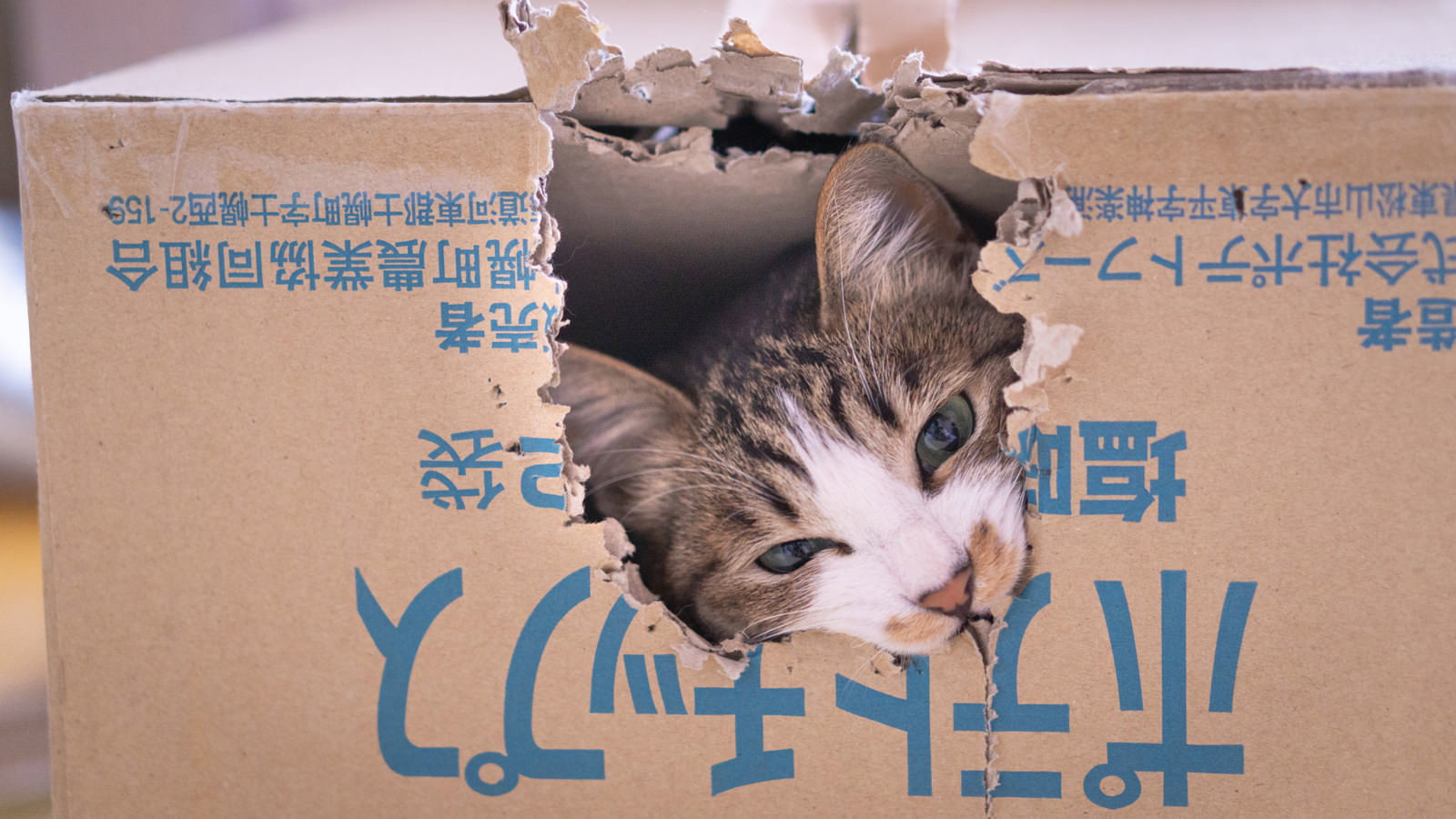 段ボール箱の隙間から顔を出して覗いている茶白猫