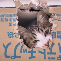 段ボール箱から覗き見するにゃんこのシャイニングの写真