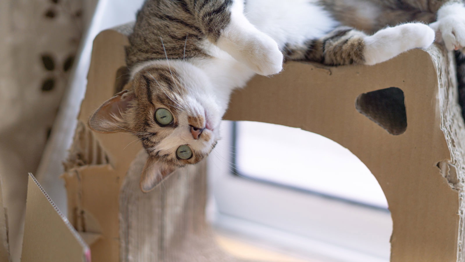 ダンボールハウスから顔を出して丸い目でこちらを見つめる茶白猫