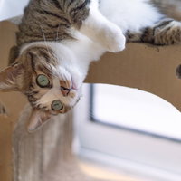 ダンボールのハウスからこんにゃちわ、丸い目で覗く猫の写真