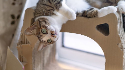 ダンボールのハウスからこんにゃちわ、丸い目で覗く猫