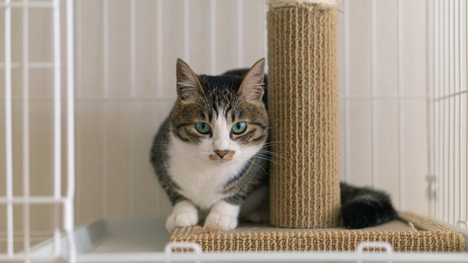 キャットタワーの爪とぎポールの前でくつろいでいる白とグレーの猫