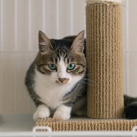 こちらの様子をうかがいながらキャットタワーでくつろぐ猫の写真